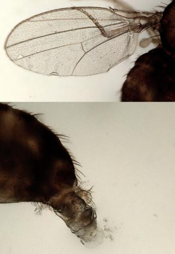 Drosophila sp.